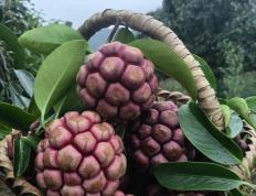 世界杯竞猜-从100克到600克，亩产值可达4万元！成都邛崃小伙返乡种出“黑老虎”