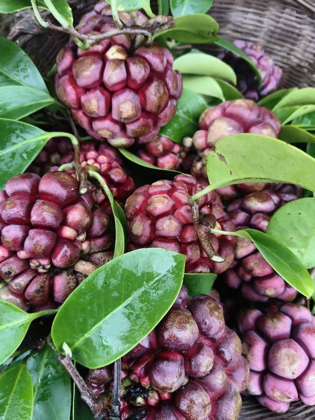 世界杯竞猜-从100克到600克，亩产值可达4万元！成都邛崃小伙返乡种出“黑老虎”